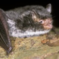 Daubenton's bat