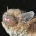 Nathusius' pipistrelle
