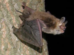 Natterer's Bat Taking Off